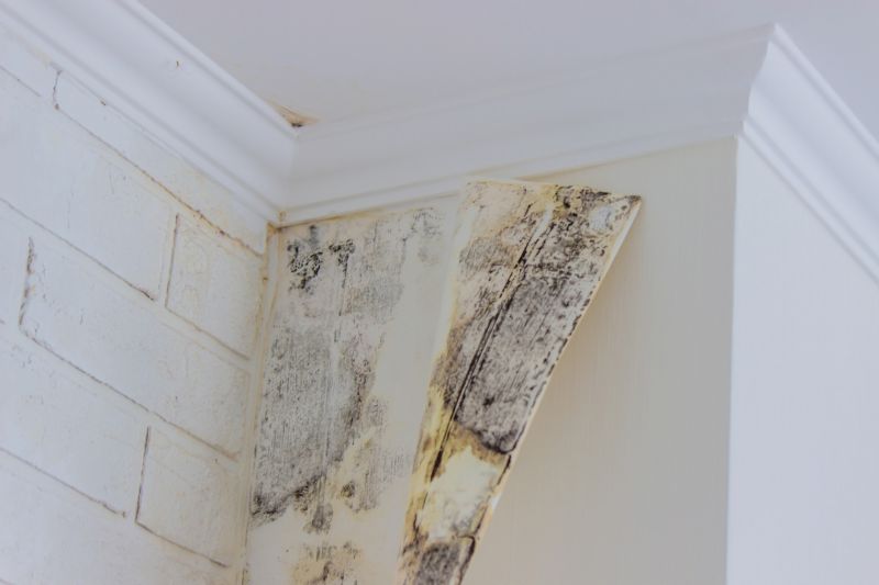 Attic Mold Remediation in Bergen County, NJ