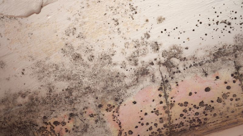 Attic Mold Removal in Essex County, NJ