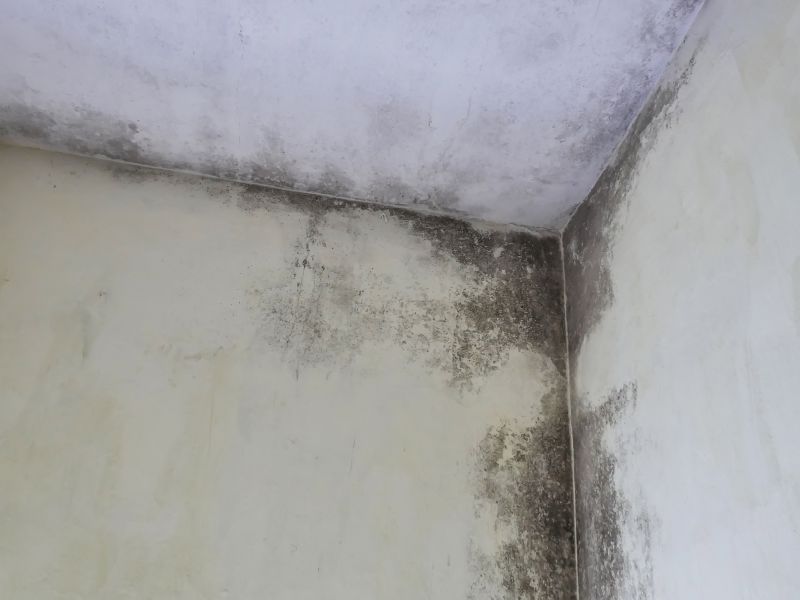Garage Mold Remediation in Boca Raton, FL