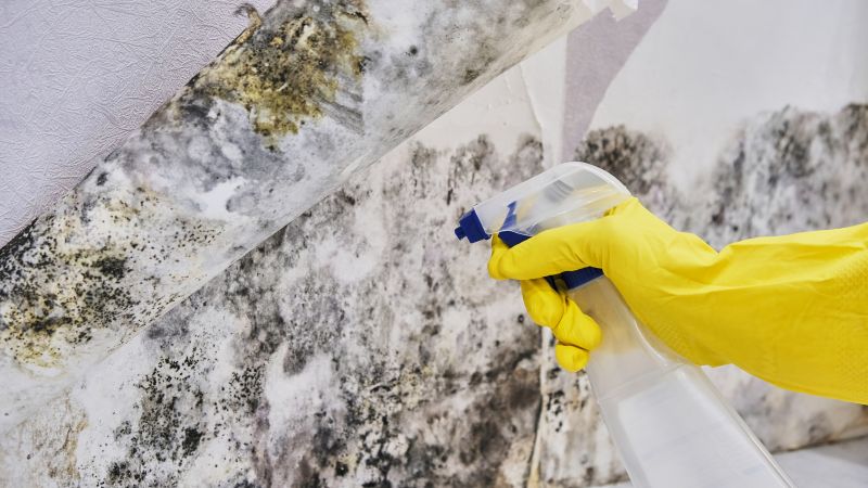 Mold Abatement in Mckinney, TX