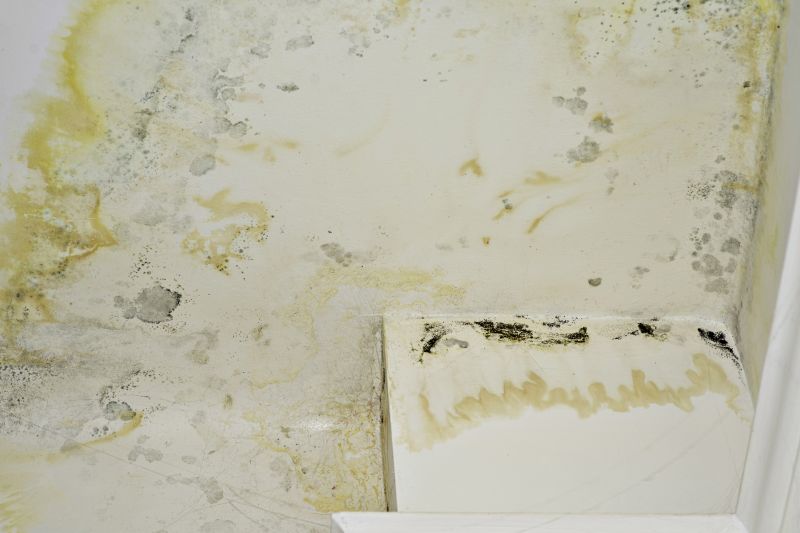 Mold Abatement Service in Broward County, FL