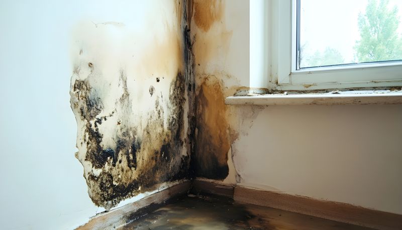Mold Remediation Service in Dallas, TX