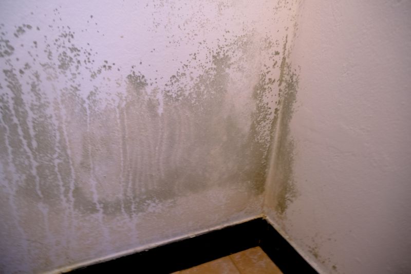 White Mold Mitigation in Dallas, TX