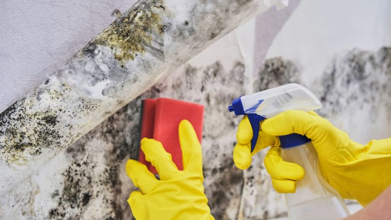 White Mold Mitigation in Dallas, TX