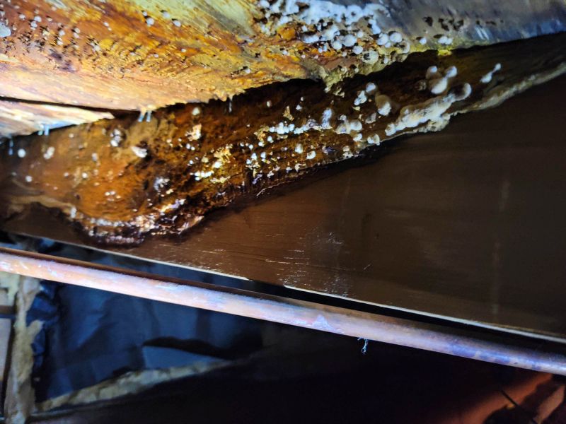 Basement Mold Remediation in West Palm Beach, FL
